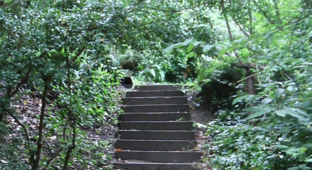 An almost hidden set of stairs in a grassy area of Queen Anne.