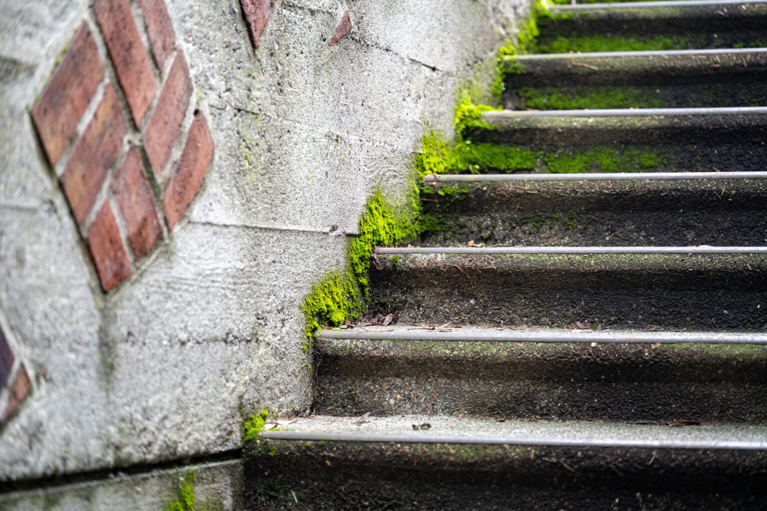 Mossy steps leading in Queen Anne in January