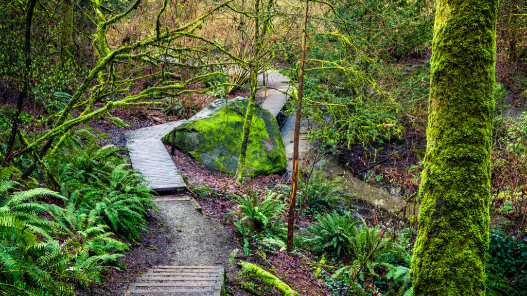 A creekside trail with steps and a wooden creek crossing Ravenna Creek, winding through the lush greenery and moss covered trees of the Pacific Northwest in the forested Ravenna Park in Seattle, Washington.