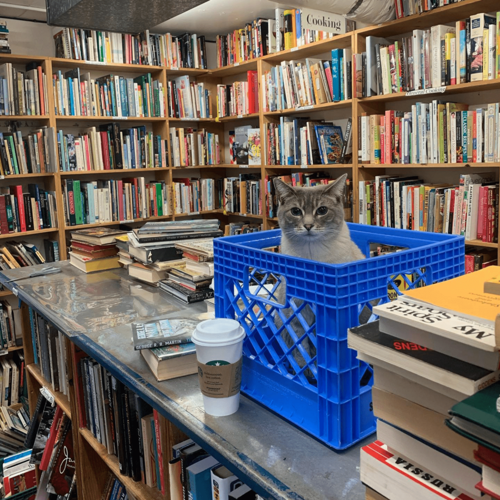 Buster, one of the bookstore's cats, sits in a crate on a table surrounded by bookshelves