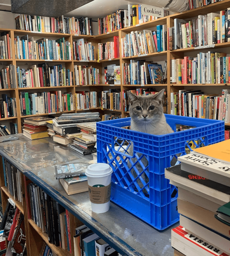 Buster, one of the bookstore's cats, sits in a crate on a table surrounded by bookshelves