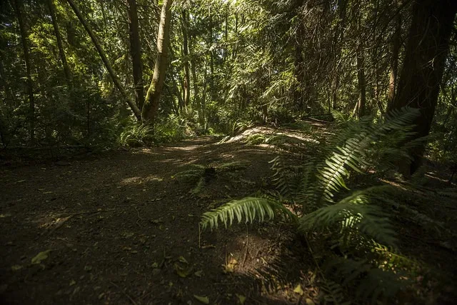 A shaded trail with ferns at Fauntleroy Park
