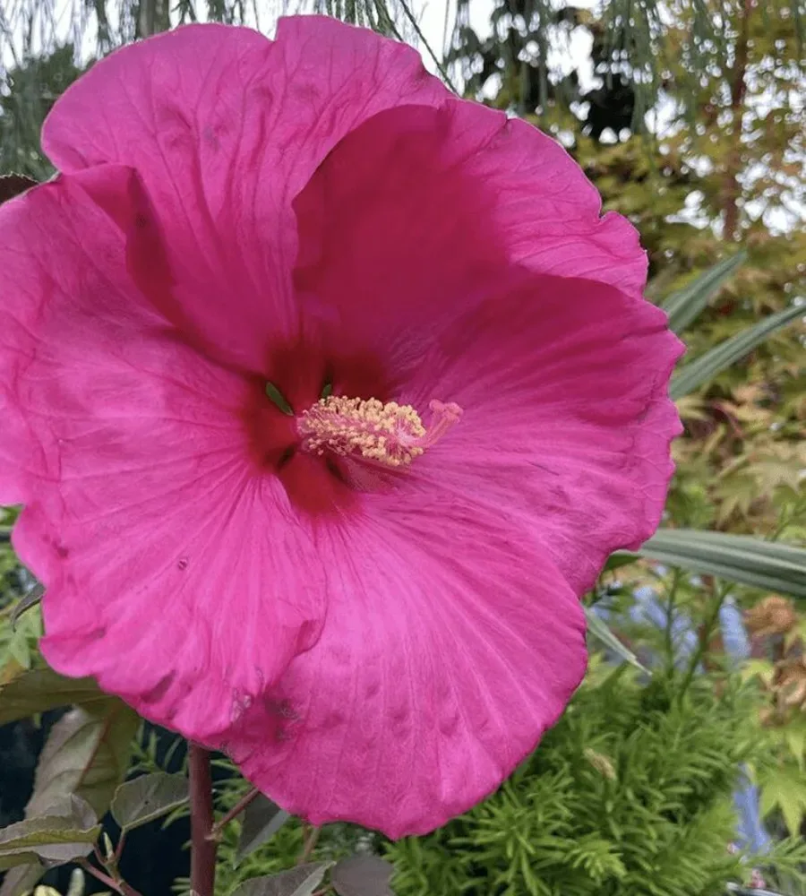 A big pink flower inside West Seattle Nursery
