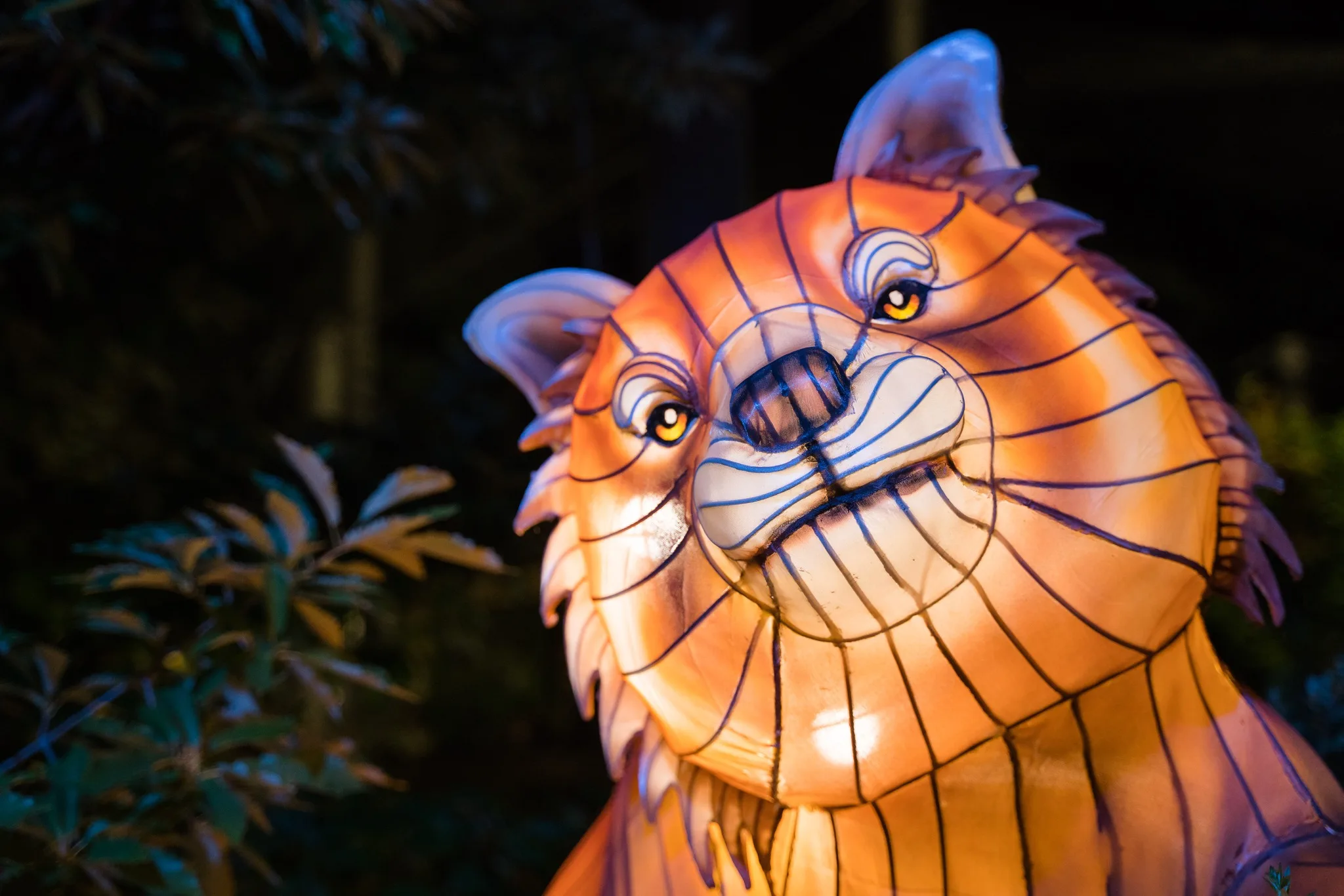 A red panda lantern at WildLanterns