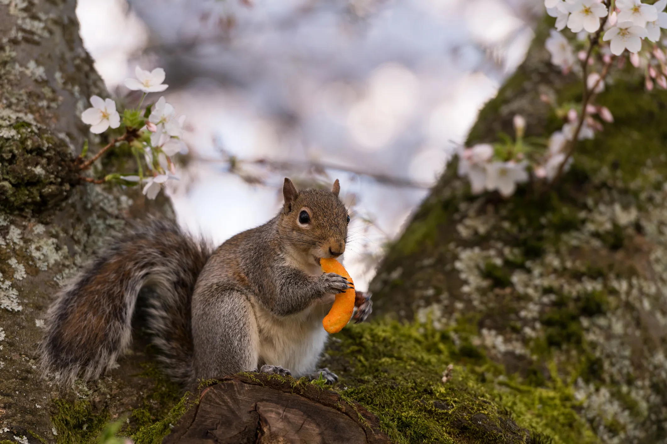 A squirrel eats a cheese puff on a cherry blossom tree