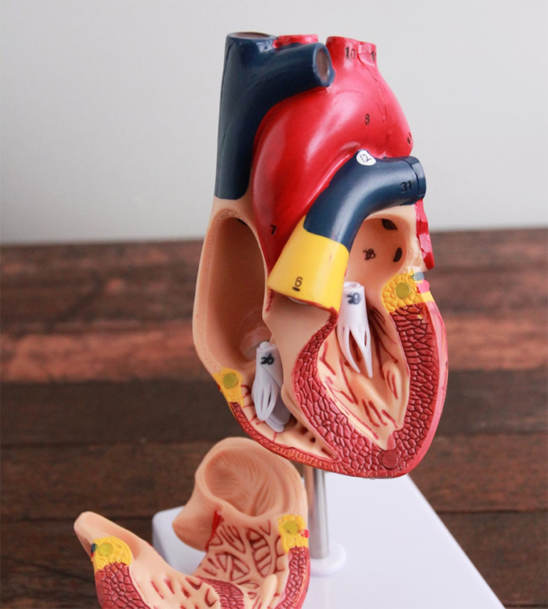 An anatomically correct heart model