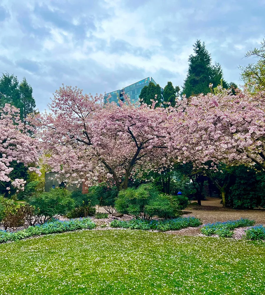 Cherry blossoms at Bellevue Downtown Park.