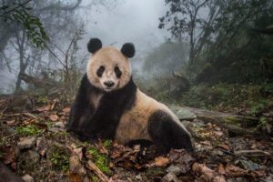 A panda lies on the forest floor on a misty day