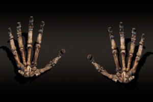 The hands of an ancient hominid skeleton on a black background.