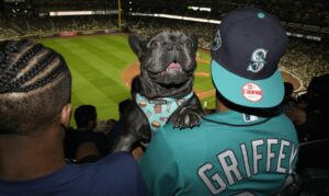 A cute French bulldog looks over the shoulder of a Mariners fan during a "Bark at the Park" event at T-Mobile Park.