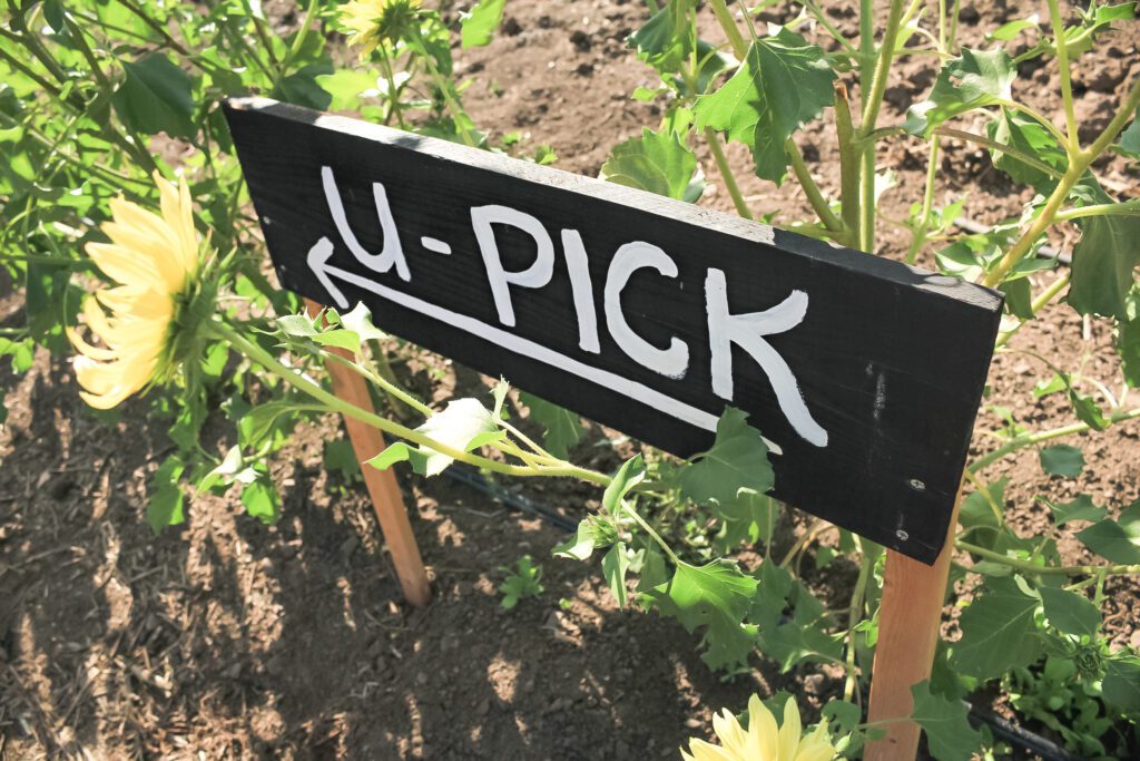 A view of a U-Pick sign directing farm visitors the availability of picking fresh vegetables.