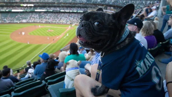 A cute French bulldog looks back at a photographer with the T-Mobile Park in the background