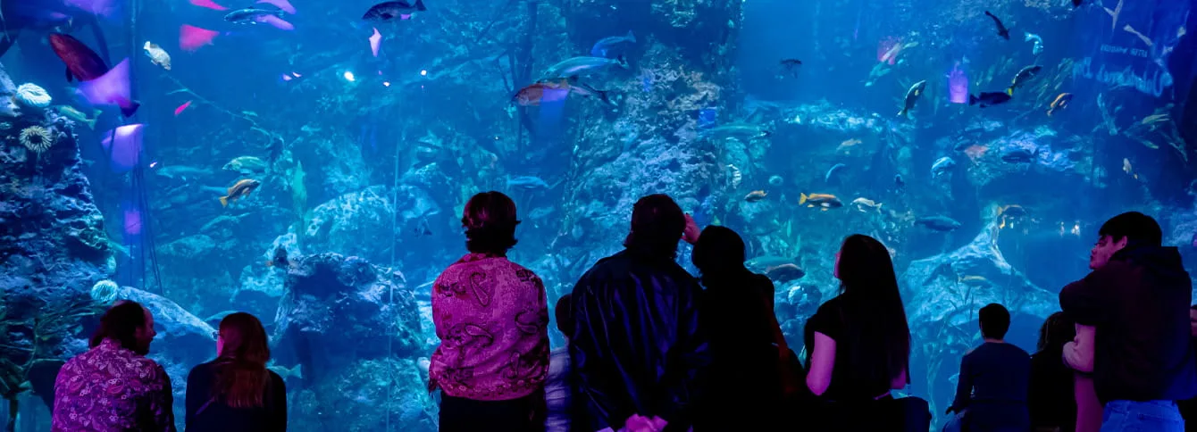 A room full of adults look at the Seattle Aquarium during an after hours event