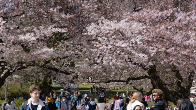 Students at the University of Washington Quad walk under cherry blossoms in full bloom during March in Seattle, Washington.