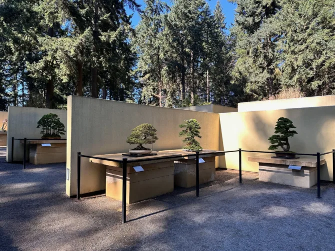 A group of bonsai at the Pacific Bonsai Museum