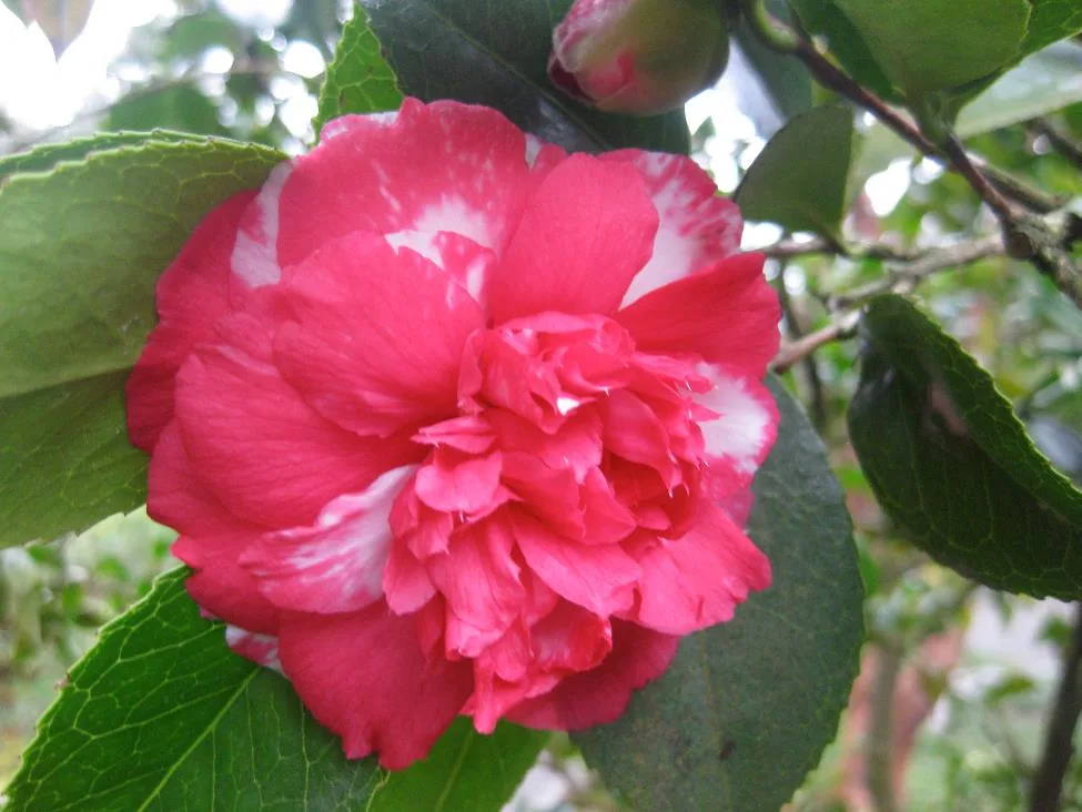 A Camellia Japonica "Daikagura" blooming in the Seattle Japanese Garden.