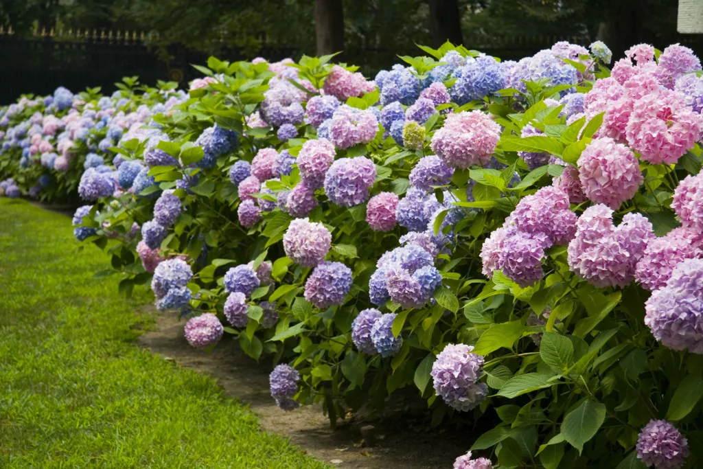 Pink and blue hydrangea hedge.