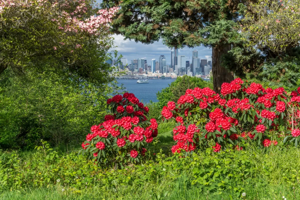 Red Rhododendron flowers at a West Seattle park in spring.