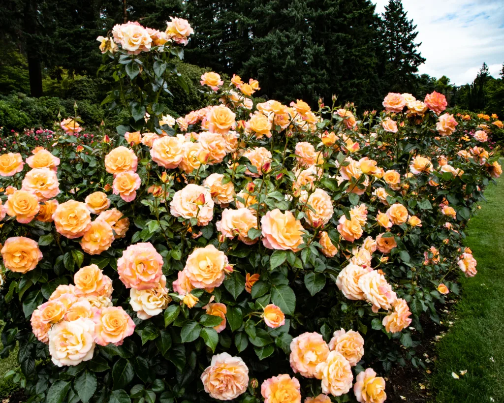 Rose Bush Seattle Garden