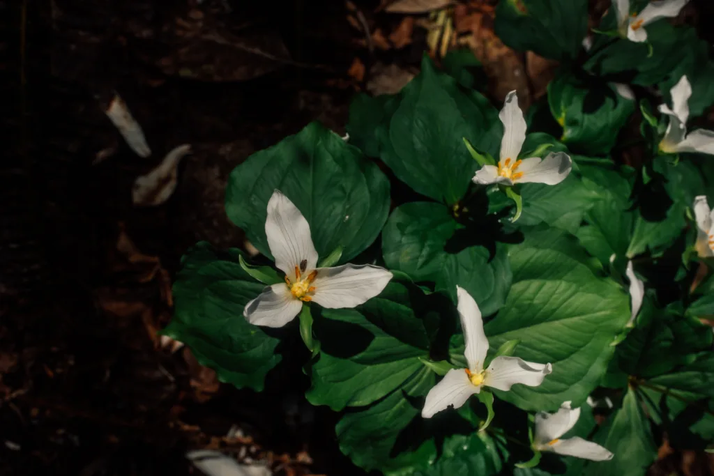 Spring trillium white wildflower with three petals (Trillium grandiflorum) blooming beautiful on the forest floor against a lush back drop of leaves