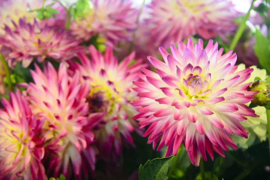 Bouquet of colorful dahlias being sold at a farmers market