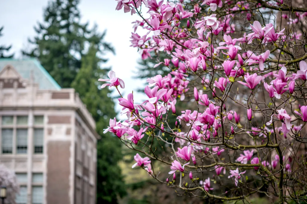 Red Magnolia Bloomed in University of Washington Campus.