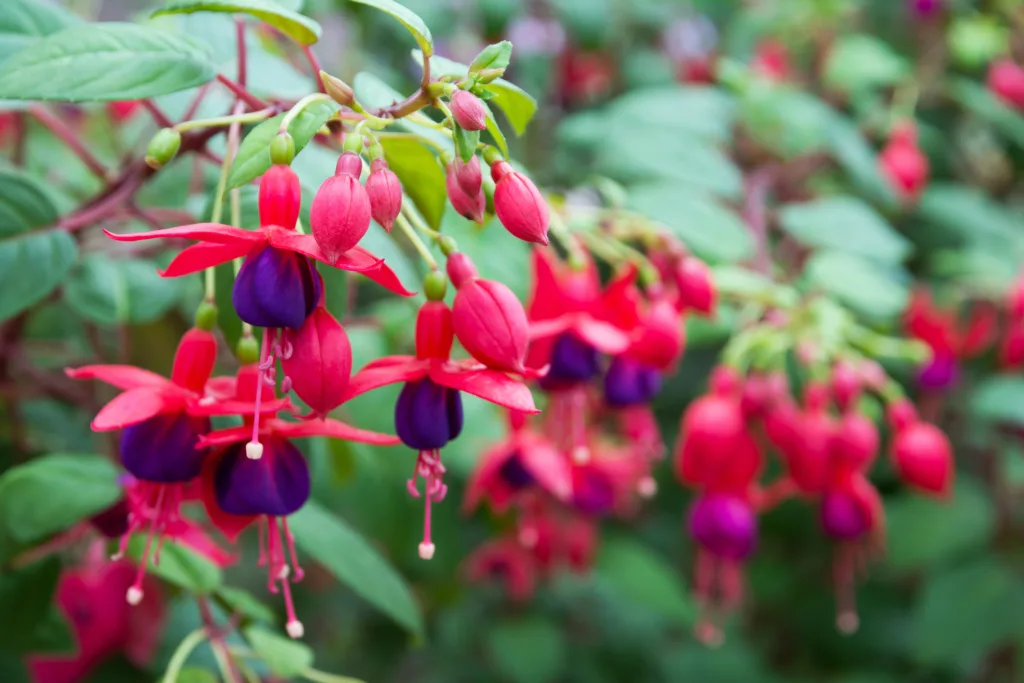 Fuchsia flowers. Beautiful fuchsia flowers in the garden in Seattle, Washington. Where to find blooms in Seattle, Washington.