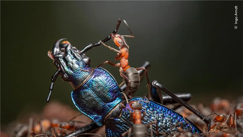 A swarm of ants climb an iridescent blue, purple, and green beetle, taking it apart.