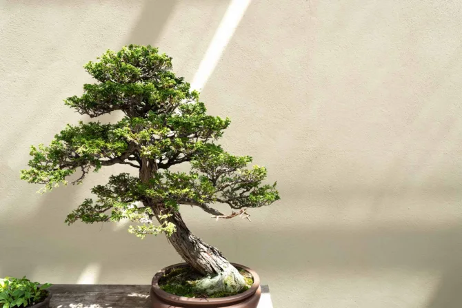 Bonsai tree