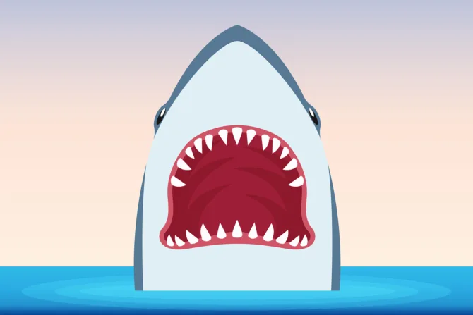 Shark illustration
