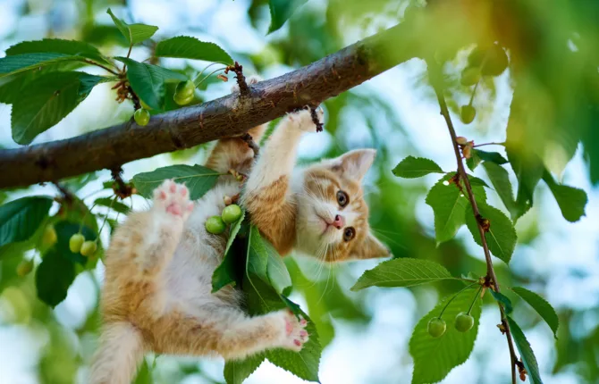 Kitten in a tree
