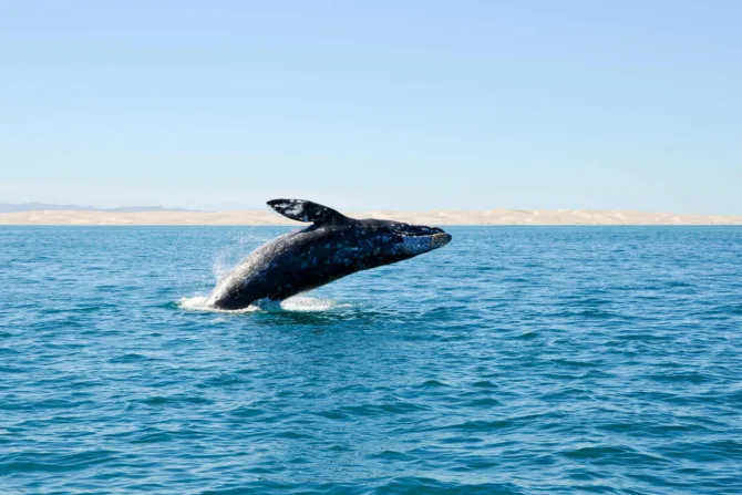 Gray whale