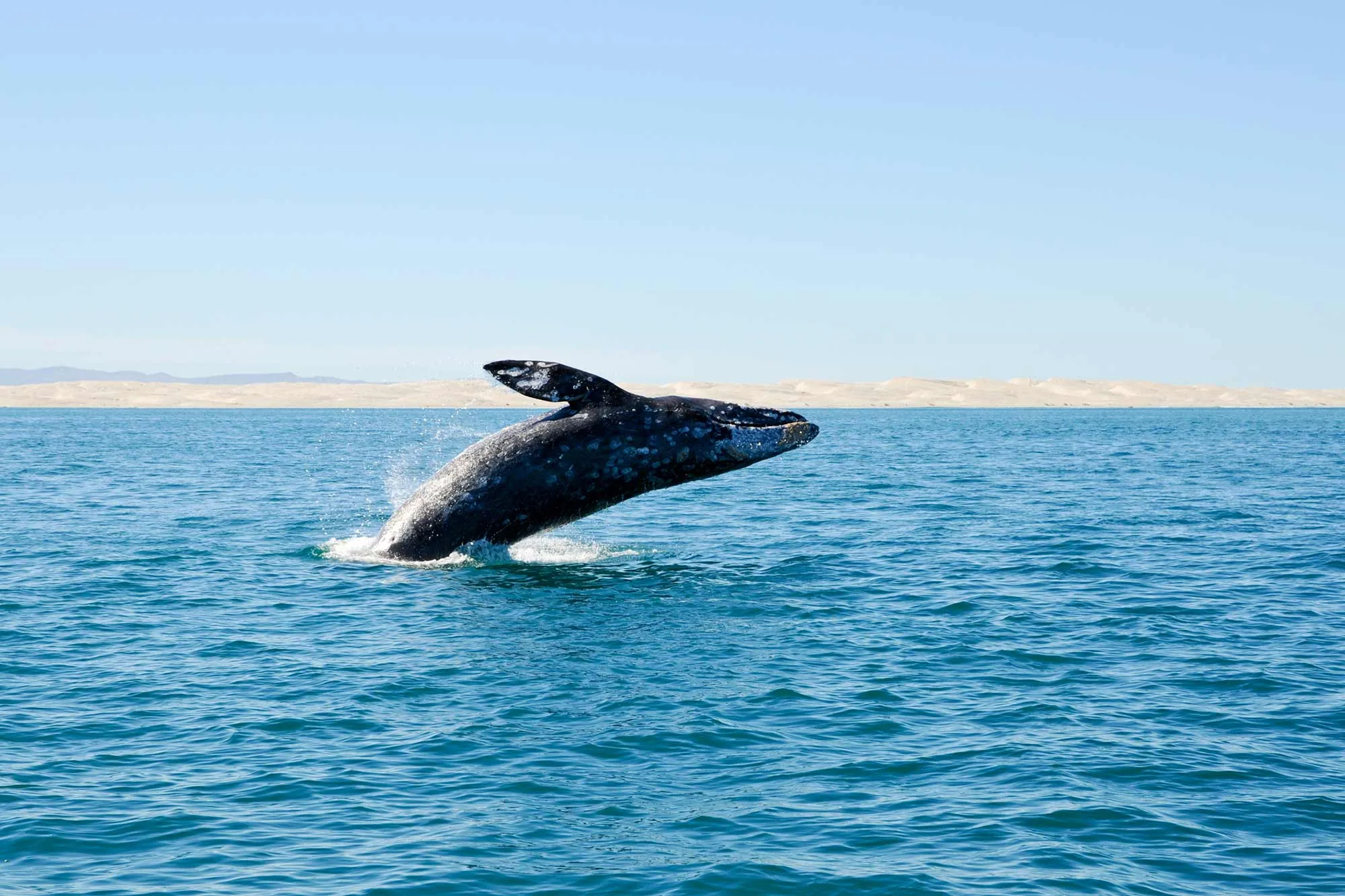 Gray whale