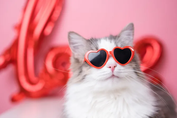 Cat in heart glasses