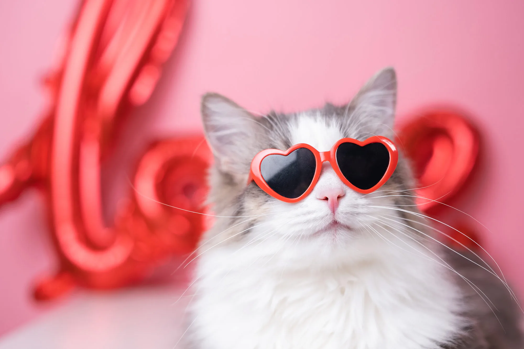 Cat in heart glasses