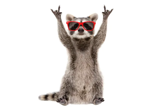 A punk rock raccoon
