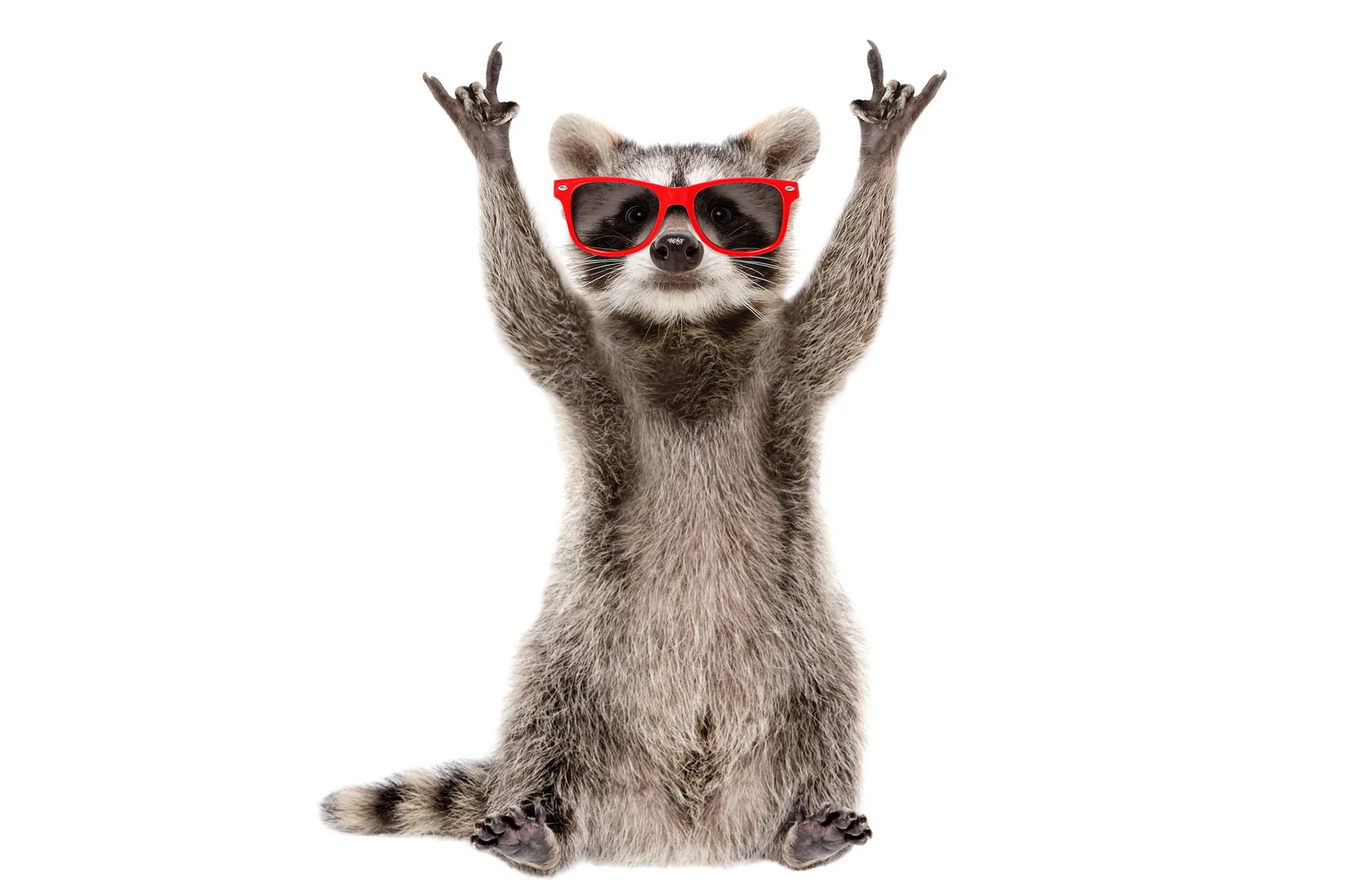 A punk rock raccoon