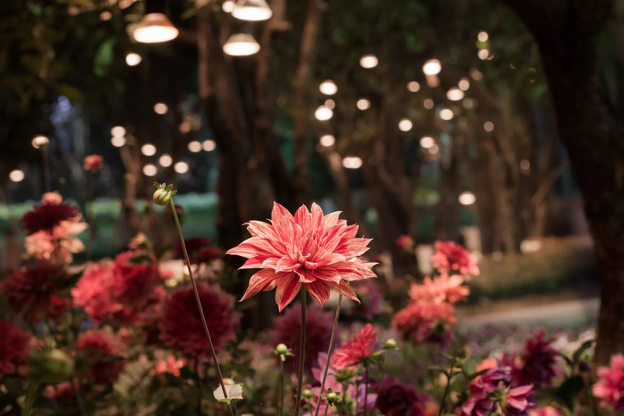 Dahlia blooms with lights at night