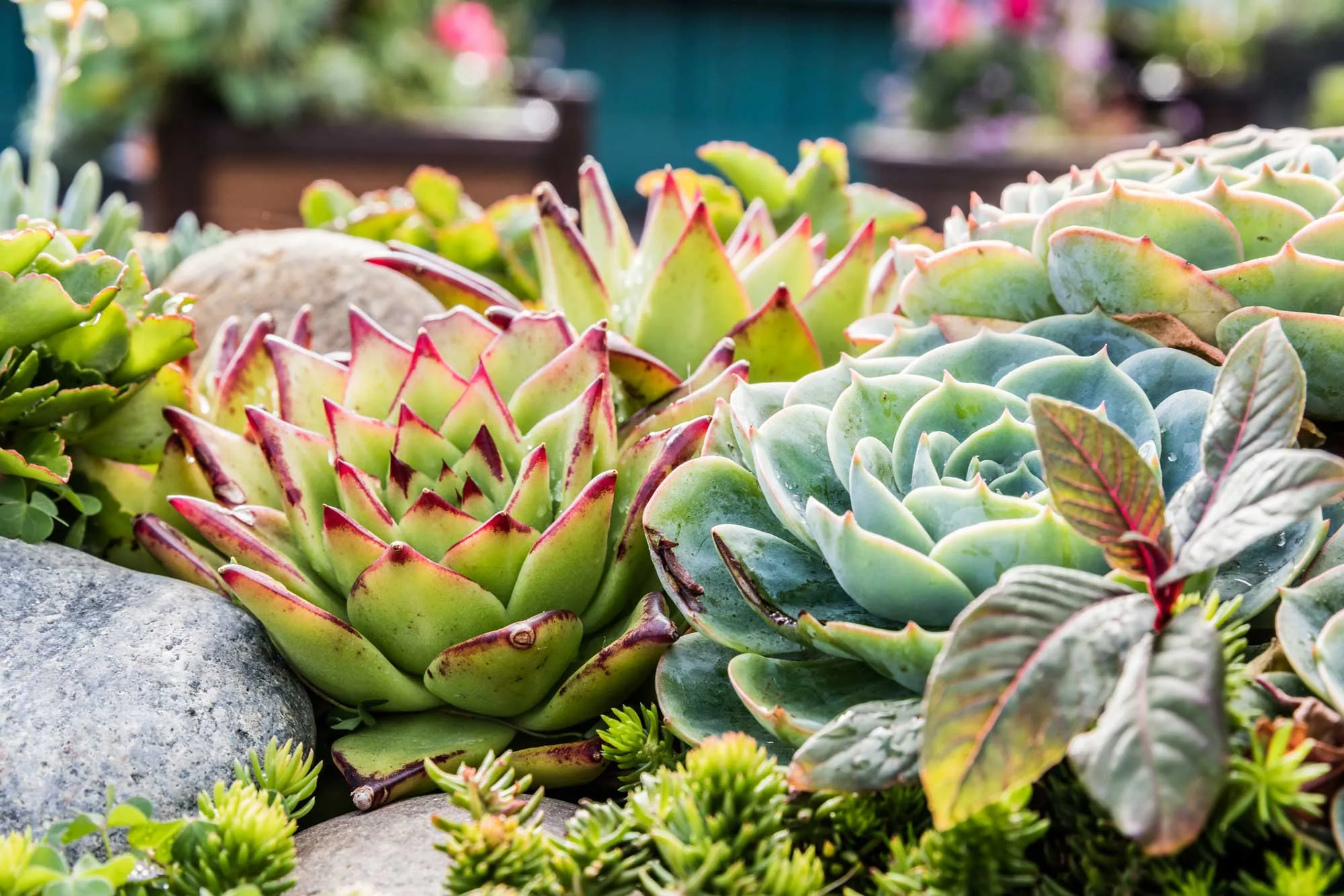 Display of green succulents