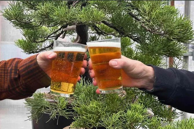Brew Up a Bonsai