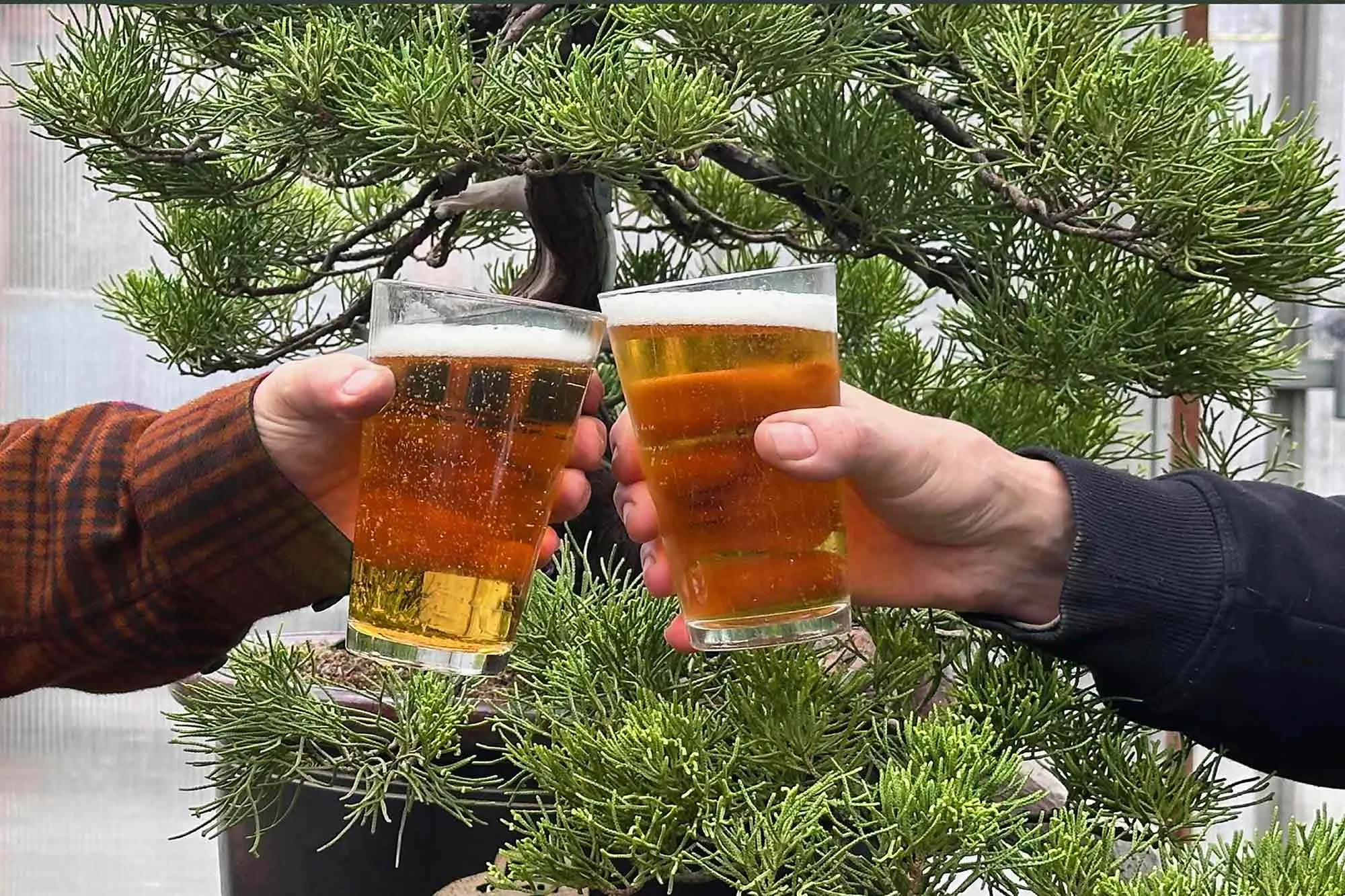 Brew Up a Bonsai
