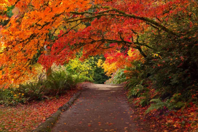 Fall foliage in Washington